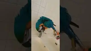 KIKO PREND SA DOUCHE ! 🦜😍