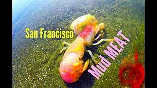 Horse Neck Clams w/ Marin Outdoors