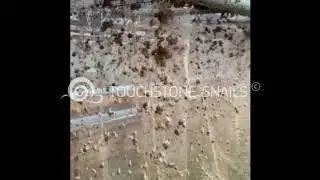 Τhe baby snails inside the snail breeding units