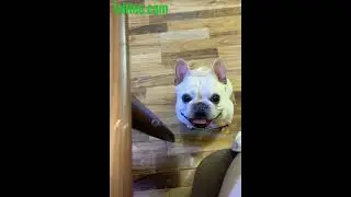 #cutepuppygetsangry #angerofcutepuppy #cuteandangrypuppy #cutebutangrypuppy #cutepuppy #angrypuppy