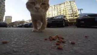 对猫粮没兴趣只对gopro感兴趣小橘猫
