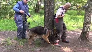 Тригер 71, Таскание фигурантом собаки на ноге