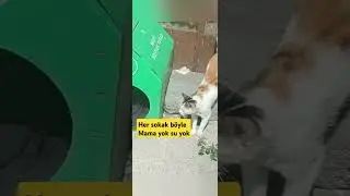 Her sokak böyle Mama yok su yok #iyilikdokunușu