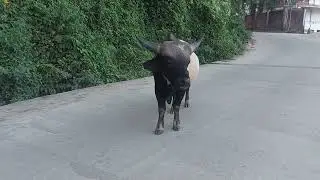 The Mithun Bison, the state Animal of Arunachal Pradesh.
