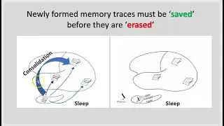 Creating a memory: Why consolidate memories?