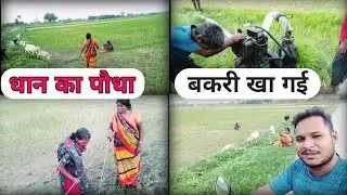 धान का 🌾पौधा बकरी खा गई || @aaraadilvlog |🥺😧