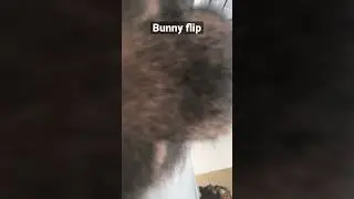 #animals #bunny #memes #funny bunny bite