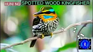 SP0TTED WOOD KINGFISHER SOUND #philippinebirds #huntsman_ph