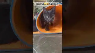 Юмор😂😘😻Галя😂ты тут😂