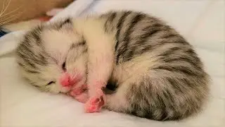 Малыши котята получили имена😻 Мама кошка всегда рядом😽