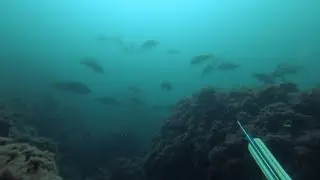 Не жалей...  Подводная охота.