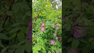 Шиповник и у нас зацвёл #лето #лето2023 #город_семи_цветов_счастья