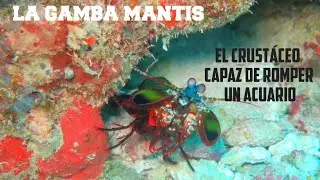 GAMBA MANTIS: EL CRUSTÁCEO LETAL 🦐
