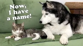 Little Kitten is Hiding In the Tower From the Husky! Now the Kitten Has a Name