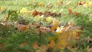 №215🍁🍂🍁Песня  НАД РЕКОЙ КАЛИНА СПЕЛАЯ🍁Микулино Городище🍂Храм Михаила Архангела🍁Осока🍂🍁🍂