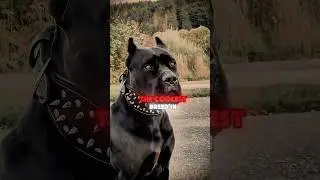 The COOLEST Dog Breed Ever 😎🖤