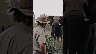 who is this guy ☠️ #elephant  #largest #mammel #coldestmoment #human #edit #phonk