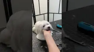 Those puppy eyes #maltese
