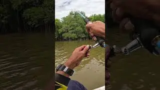 Ikan Idaman melawan dengan sekuat tenaga #fishing #kakap