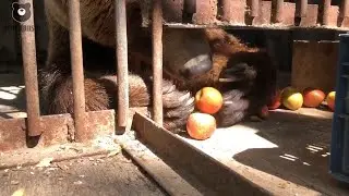 Перетягивание каши🐻1/0 в пользу Медведя