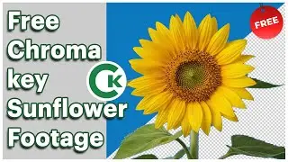 Sunflower Green Screen Footage | Free Chroma Key Plant