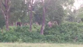 Elephants at kolabari jangle(1)