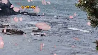 조항조  못된 사랑 (광고없이 2번듣기)
