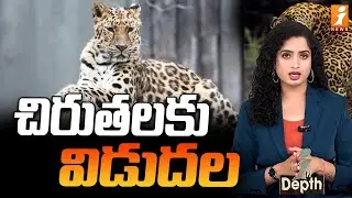 చిరుతలకు విడుదల | Kuno Cheetahs Set To Be Freed Into The Wild | In Depth