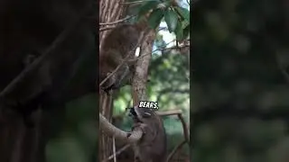 Pandas are not bears!