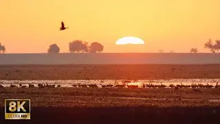 Birds 8K