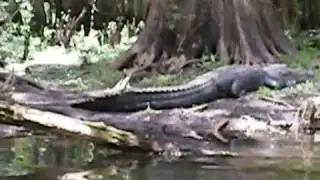 ALMOST ALLIGATOR ATTACK 2016