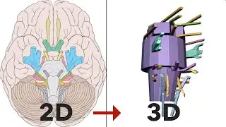 Cranial Nerves Anatomy