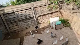 Наши бойные Голуби!