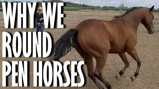 Groundwork for Horses: Round Penning for Respect (An Overview)