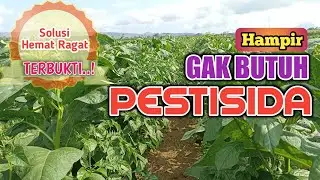 Bertanam Cabai Hemat Biaya..!! Hasilnya Luwarbiyasaa...!!