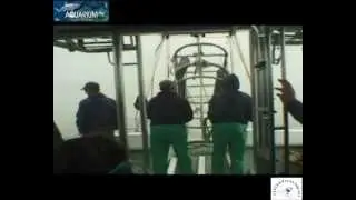SPEDIZIONI SCIENTIFICHE SULLO SQUALO BIANCO - CENTRO STUDI SQUALI - AQUARIUM MONDO MARINO