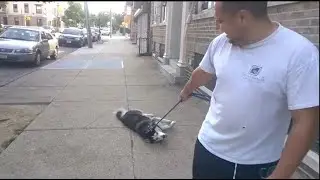 ХАСКИ Не Хочет Идти Домой