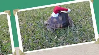 Ho Ho Ho
