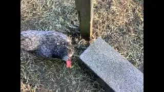 the rest of the animals