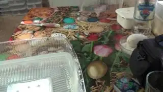 6. Готовим ёмкости для пикировки рассады табака и не только.