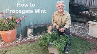 How to Propagate Mint