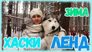 Хаски ленд. Хаскиленд  в Кемерово - питомник «Сибирский хаски»  Кемерово  