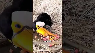 🦜 WHY DO THEY CUT OFF TOUCAN'S BEAKS? 😱 