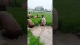 #shorts #धर्मेन्द्र निरमलिया का नया धान रोपनी वीडियो#youtubeshorts #song #video# matli#vlog 2024 10k