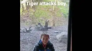 Wow~ A tiger is attacking a boy! 