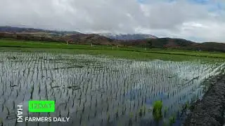 rice transplanters update mindoro #transplanters