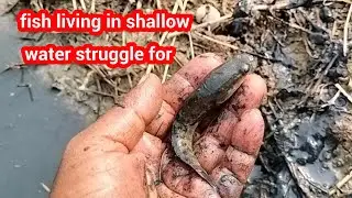 A fish in whose pond the water dried up || heart touching video || sundar bihar