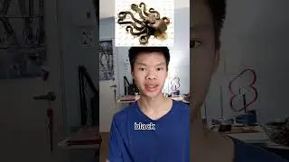 The Rarest LEGO Octopus ?