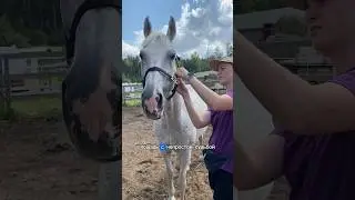 Месяц как у меня появился конь🙈