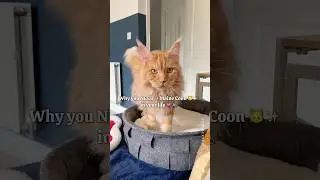 🔊Why you NEED a Maine Coon cat in your life 😻 The way they make you feel 💗